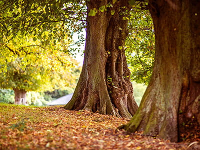 shallow focus photography of brown trees