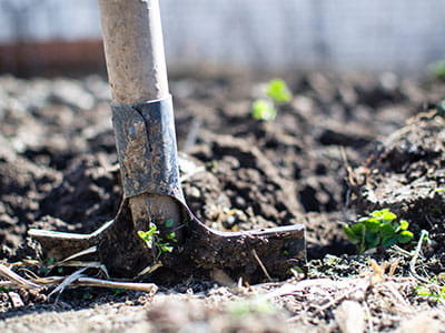 Brown Shovel